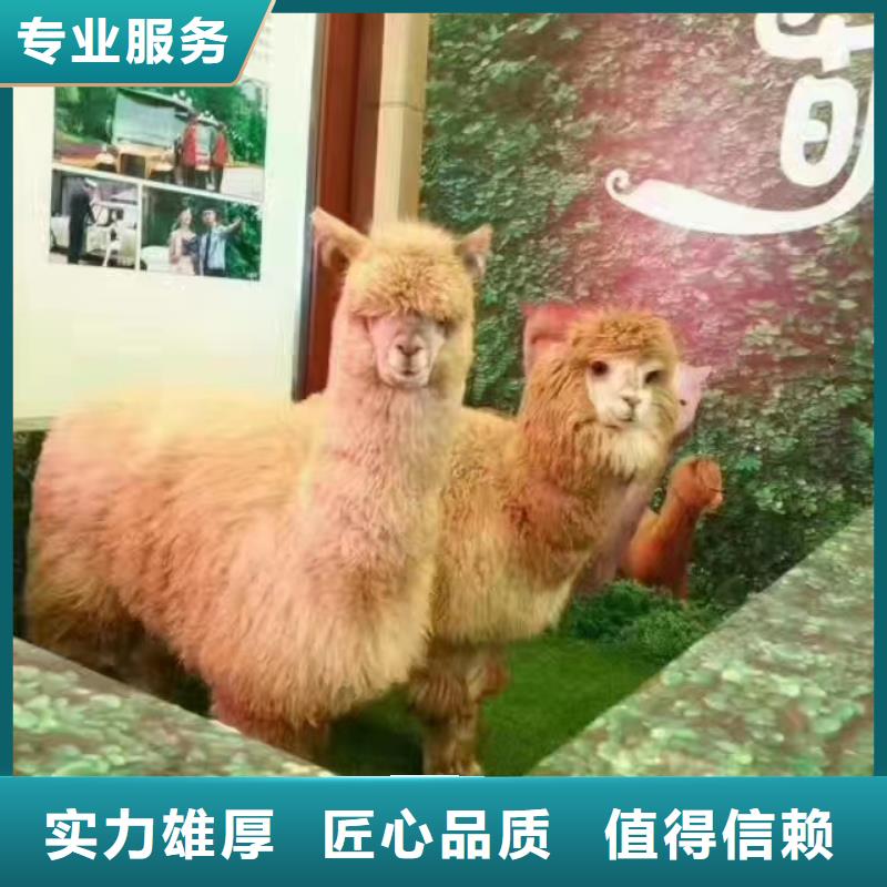 马戏团/羊驼_景区杂技表演专业团队