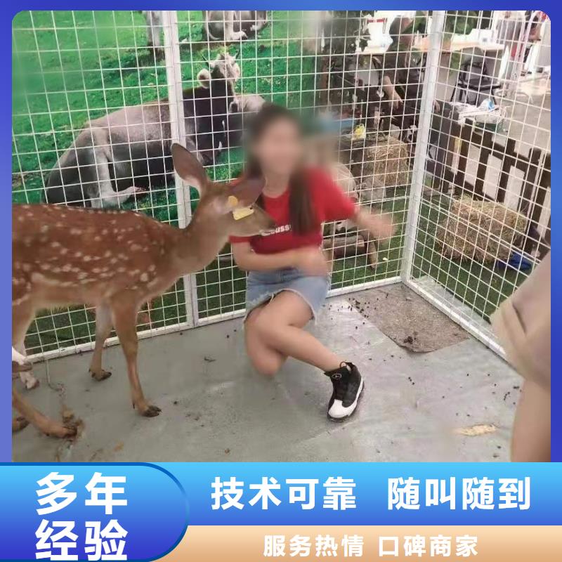 马戏团/羊驼_美人鱼表演出租正规公司