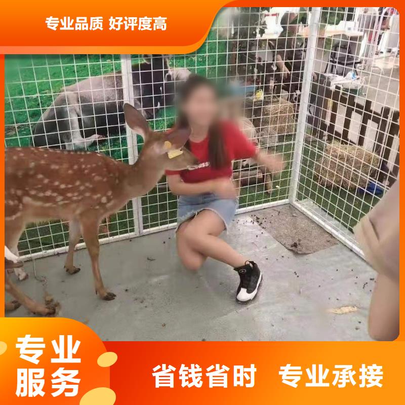 马戏团/羊驼 羊驼出租专业团队