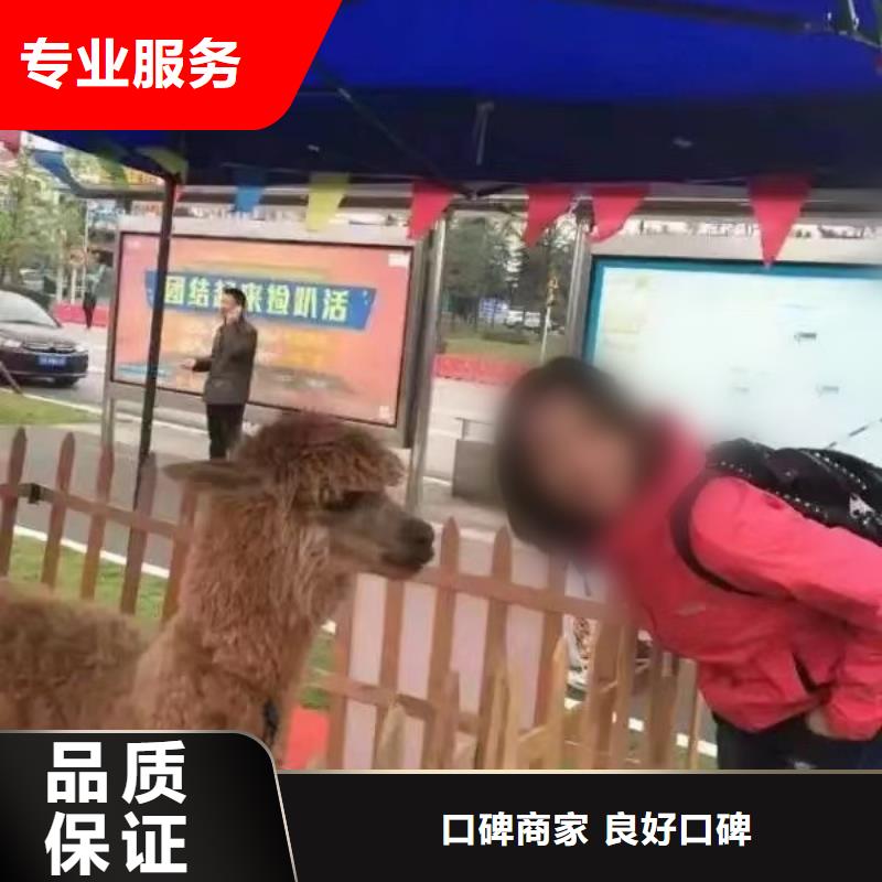 马戏团/羊驼海洋展租赁正规团队