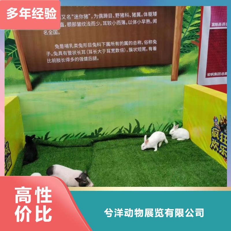马戏团/羊驼,【海狮表演】售后保障