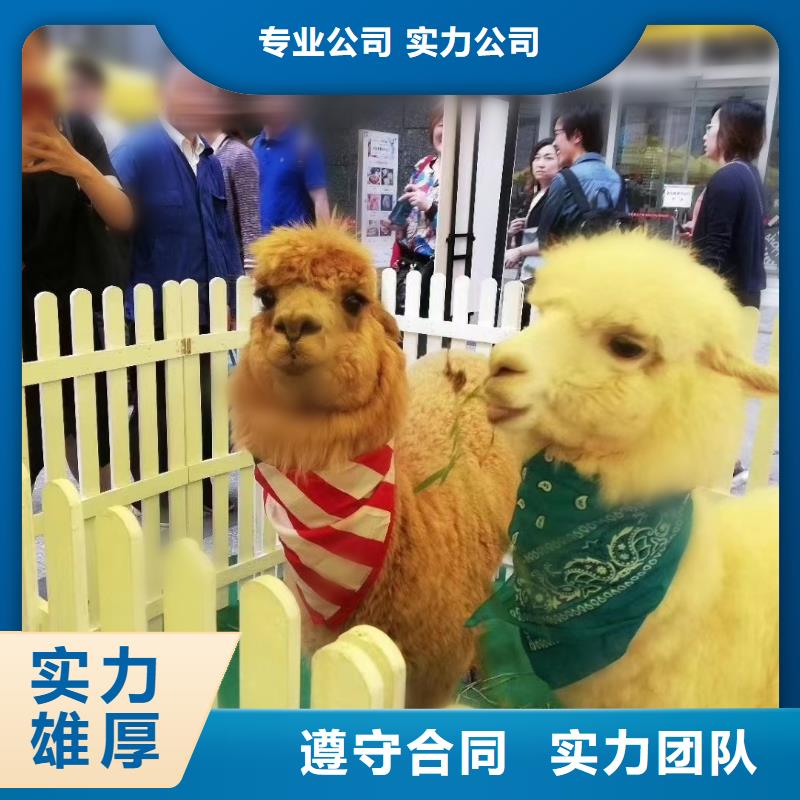 马戏团/羊驼,【海狮表演】售后保障