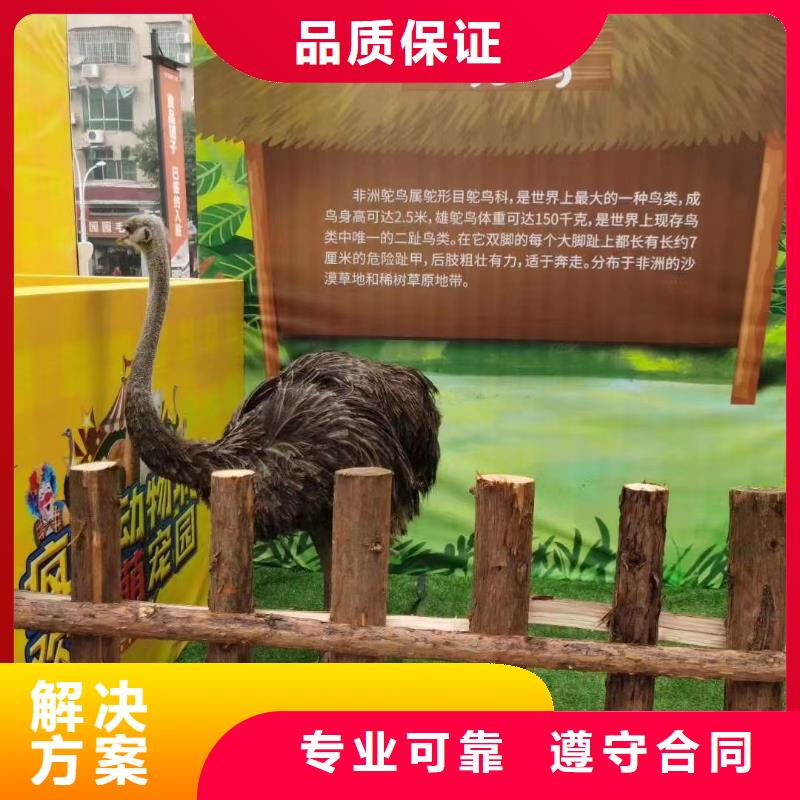 羊驼出租视频-河南省开封市兮洋羊驼出租可服务区域龙亭|金明|商丘|许昌|洛阳|焦作|信阳等