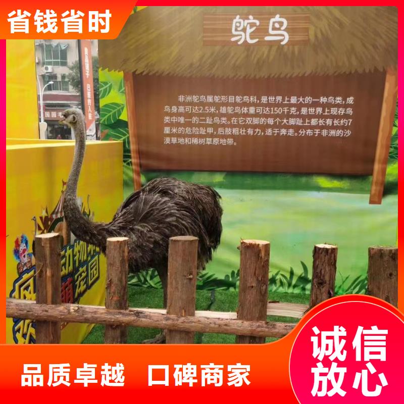 临高县动物出租暖场活动