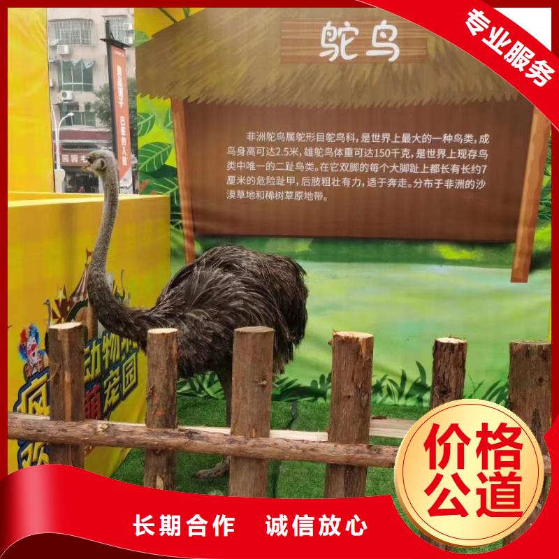 马戏团/羊驼_【企鹅租赁】品质好