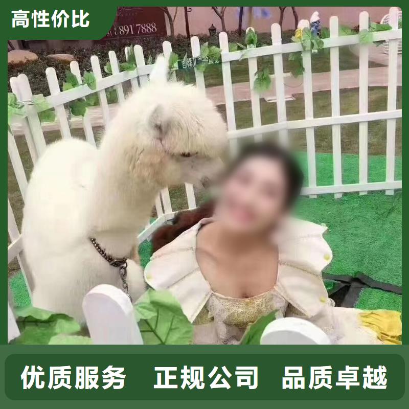 马戏团/羊驼鹦鹉表演值得信赖