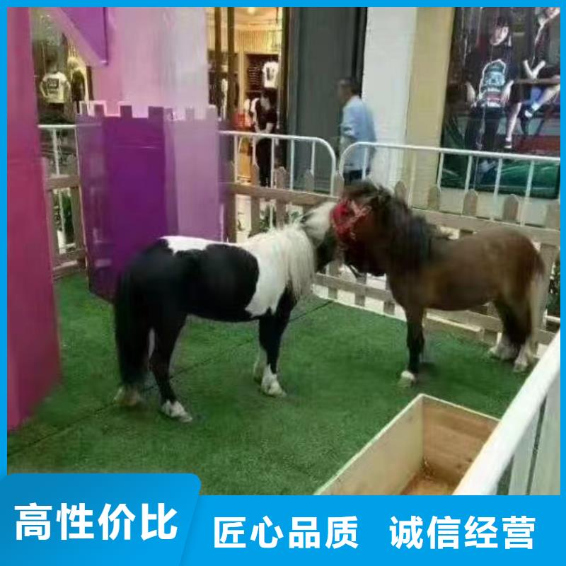 马戏团/羊驼-马戏团表演出租租赁诚实守信
