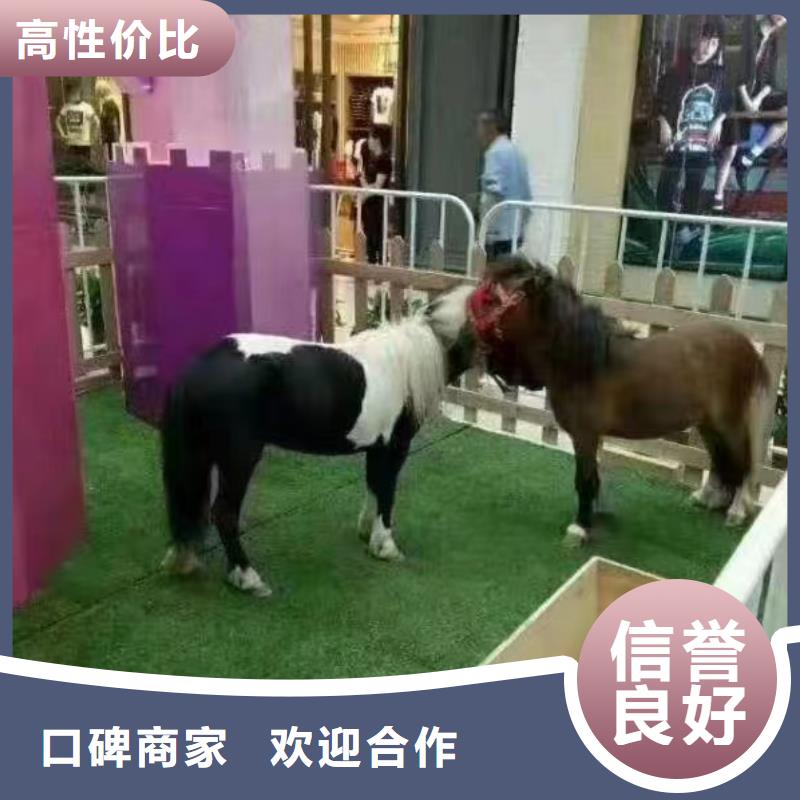 马戏团/羊驼-动物表演出租品质好