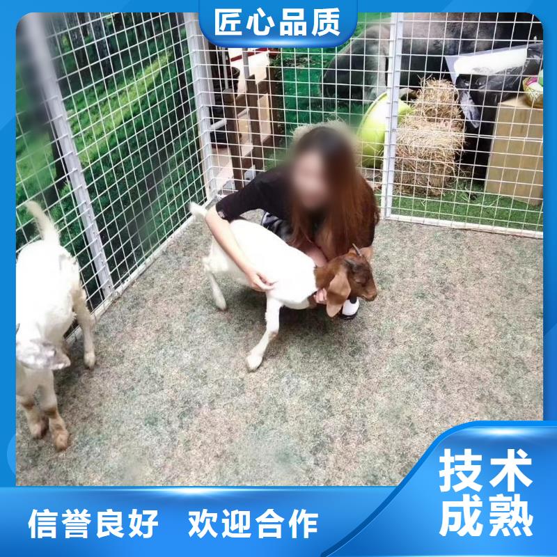 马戏团/羊驼马戏表演值得信赖