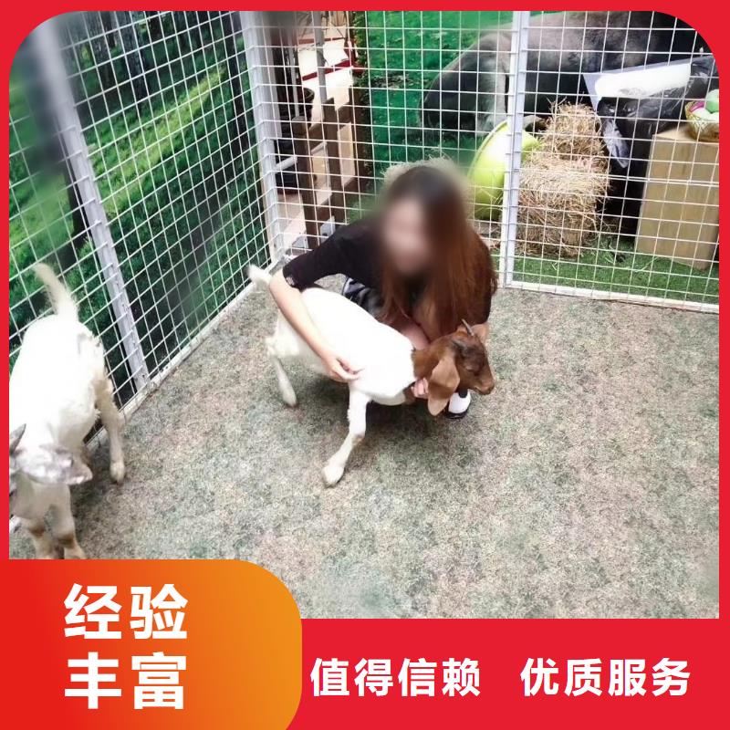 马戏团/羊驼_【美人鱼出租演出】高品质