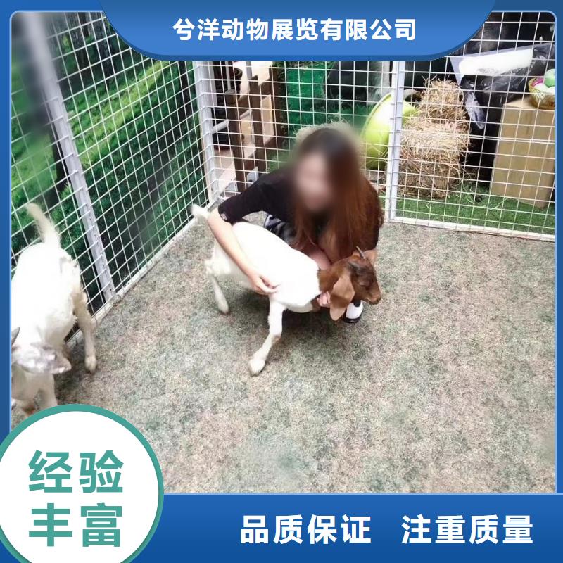 马戏团/羊驼 美人鱼表演专业可靠