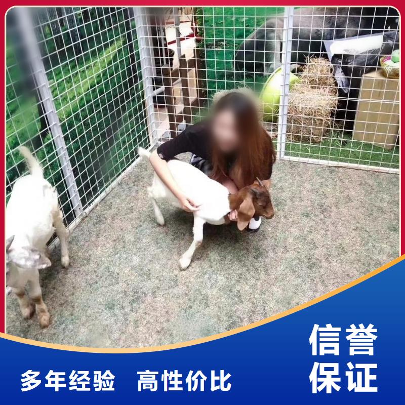 【马戏团/羊驼杂耍演出品质卓越】