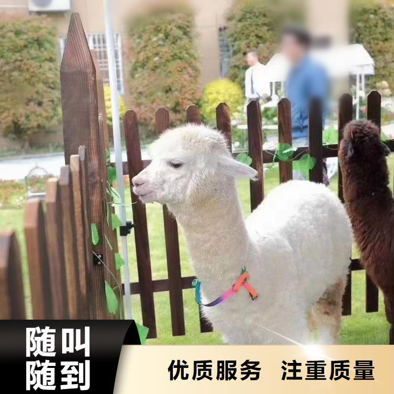 马戏团/羊驼鹦鹉表演值得信赖