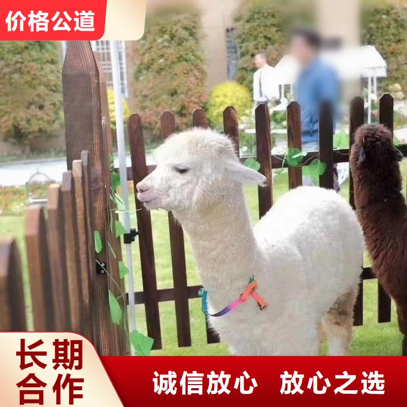马戏团/羊驼 美人鱼表演专业可靠