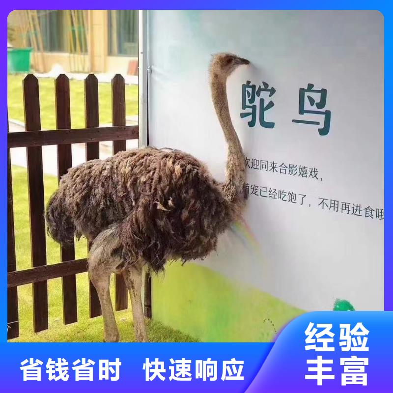 羊驼出租视频-龙华|琼山|三亚羊驼出租优质服务-兮洋动物展览(海口市分公司)