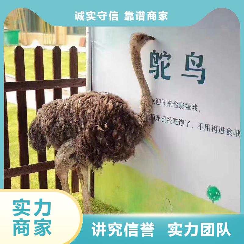 马戏团/羊驼海洋展租赁24小时为您服务