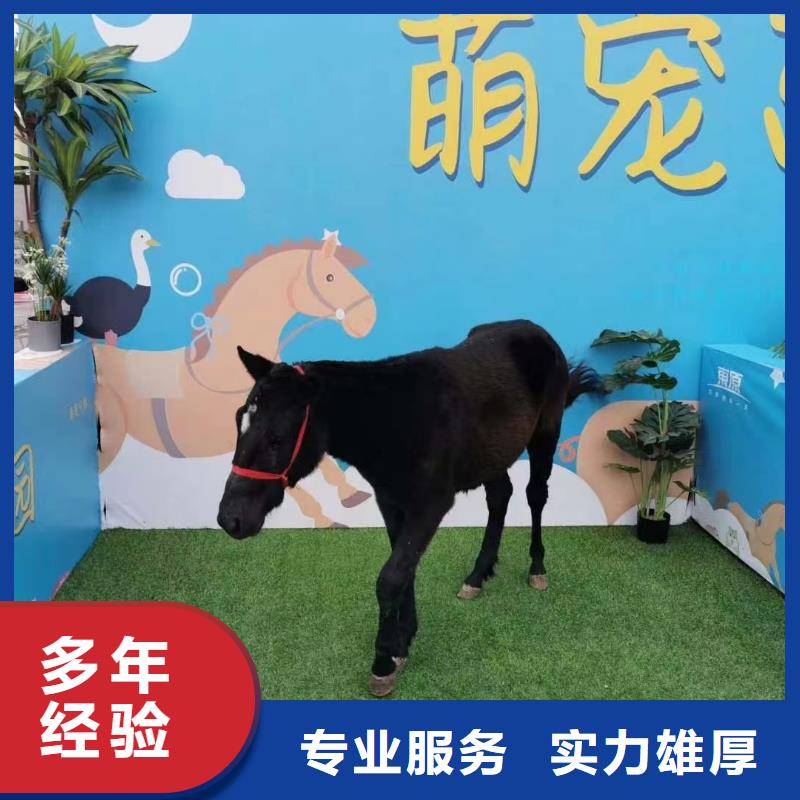 【马戏团/羊驼】马戏团表演出租租赁从业经验丰富