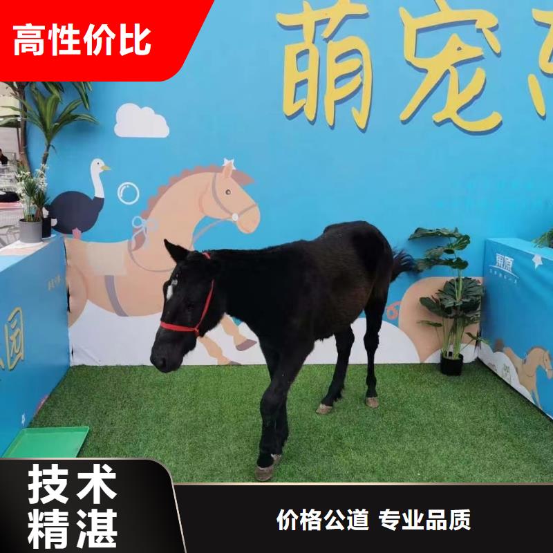 马戏团/羊驼海洋展租赁技术成熟