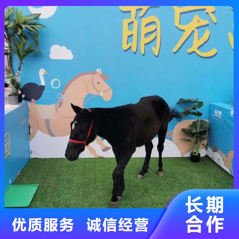 马戏团/羊驼美人鱼表演出租快捷