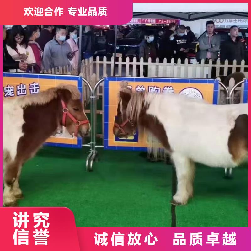 马戏团/羊驼杂技表演品质服务