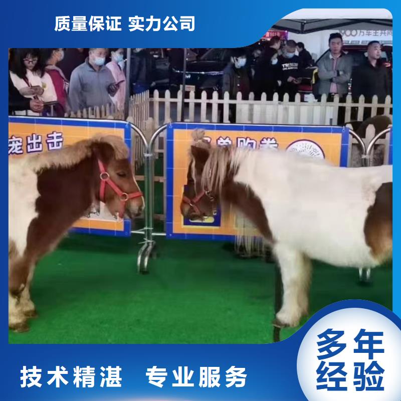 马戏团/羊驼水族海洋展专业服务