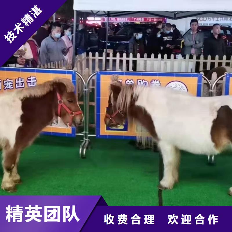 马戏团/羊驼 美人鱼表演出租诚信放心