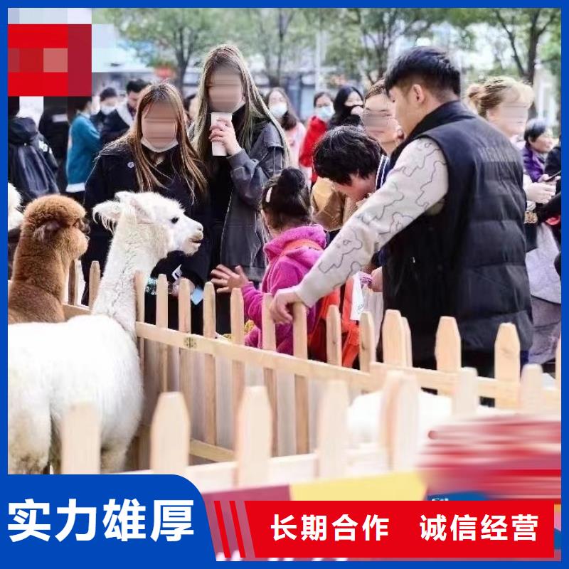 马戏团/羊驼海洋展租赁正规团队