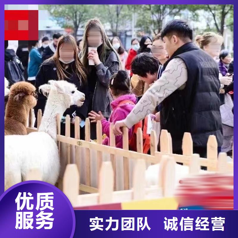 【马戏团/羊驼】马戏团表演出租租赁从业经验丰富