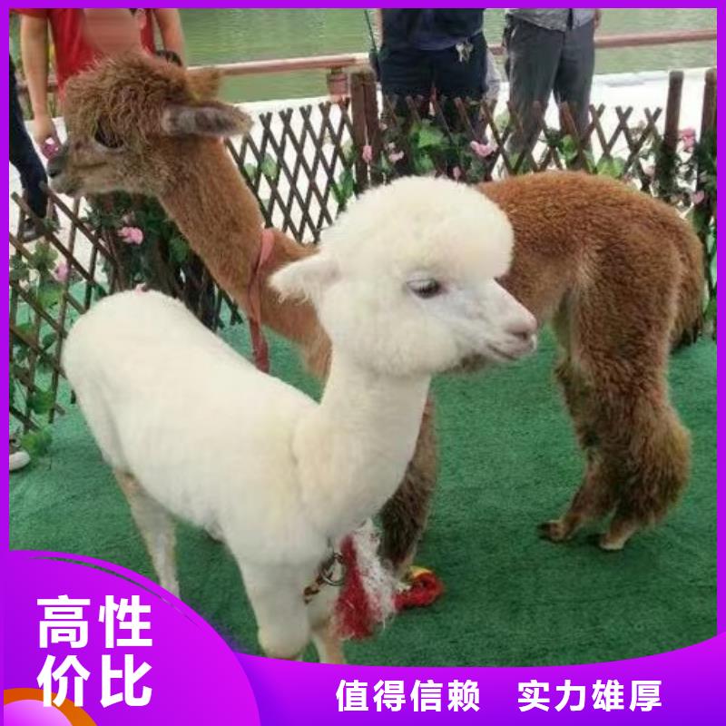 羊驼出租视频-龙华|琼山|三亚羊驼出租优质服务-兮洋动物展览(海口市分公司)