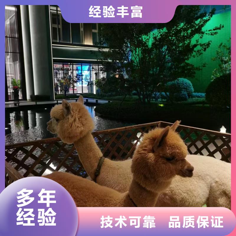 羊驼出租视频-云南省保山市兮洋羊驼出租可服务区域腾冲|施甸|丽江|红河|德宏|玉溪|昆明|怒江等