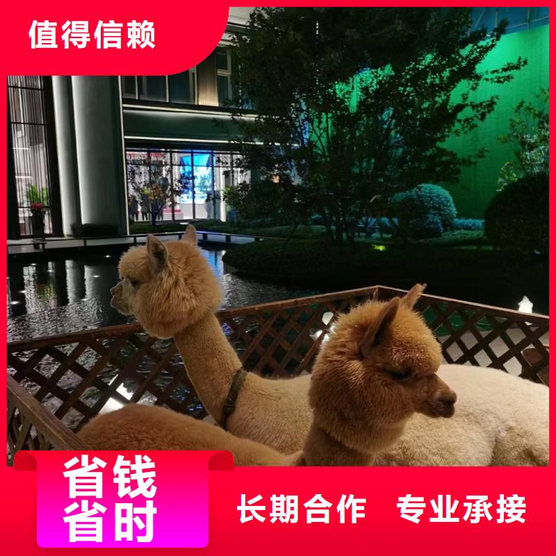 马戏团/羊驼羊驼出租注重质量