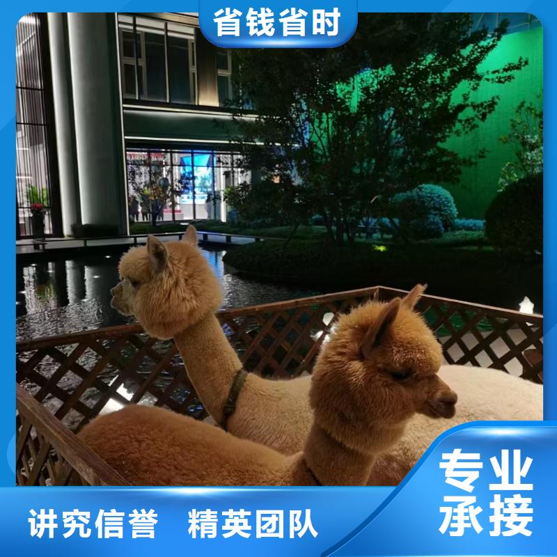 马戏团/羊驼海洋展租赁正规团队
