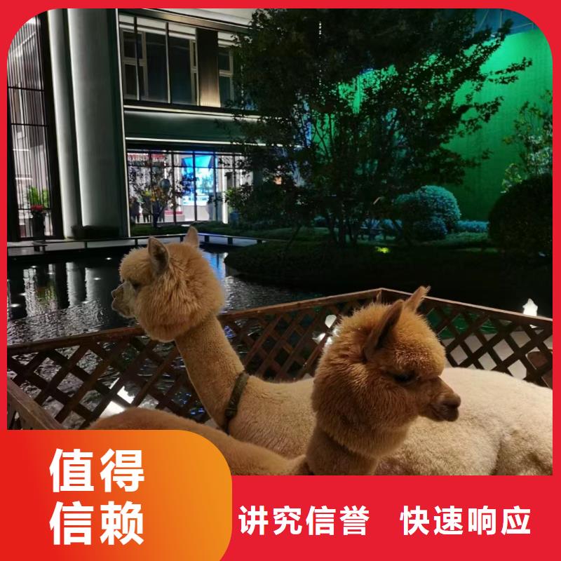 马戏团/羊驼_企鹅出租表演值得信赖