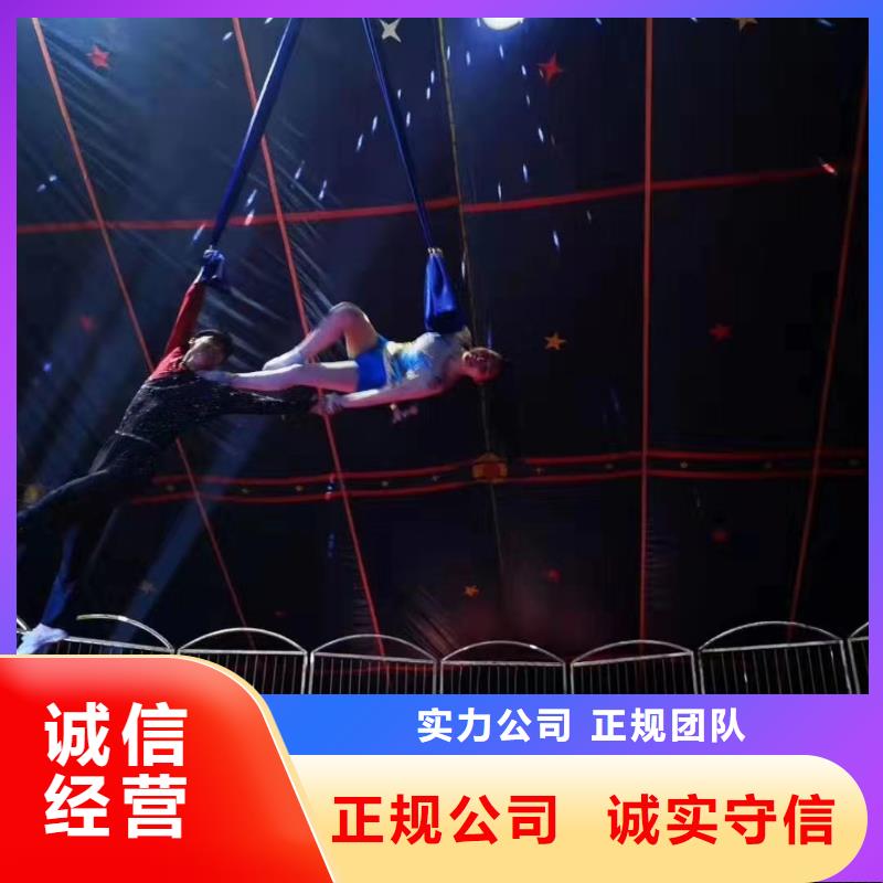马戏团/羊驼,【海狮表演】售后保障