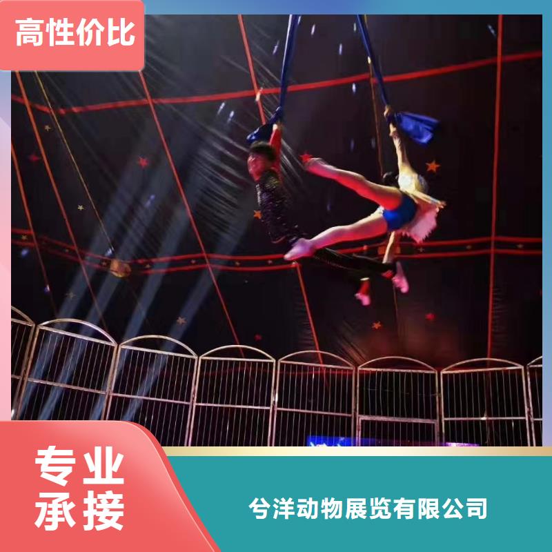 马戏团/羊驼-马戏团表演出租租赁诚实守信