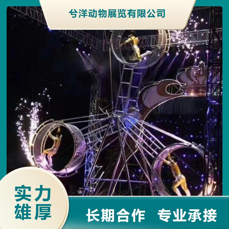 羊驼出租视频-辽源|通化|吉林|长春|四平|延边兮洋羊驼出租_ 兮洋动物展览(吉林省分公司)