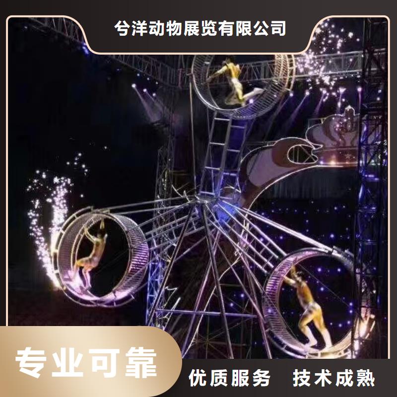 羊驼出租视频-河南省开封市兮洋羊驼出租可服务区域龙亭|金明|商丘|许昌|洛阳|焦作|信阳等