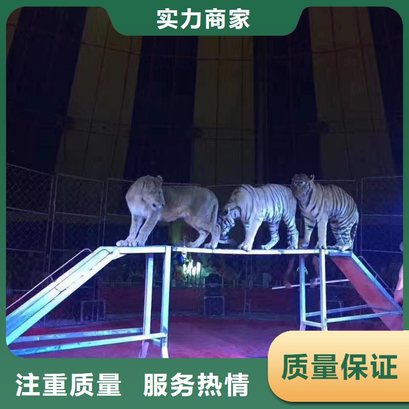 临高县动物出租暖场活动