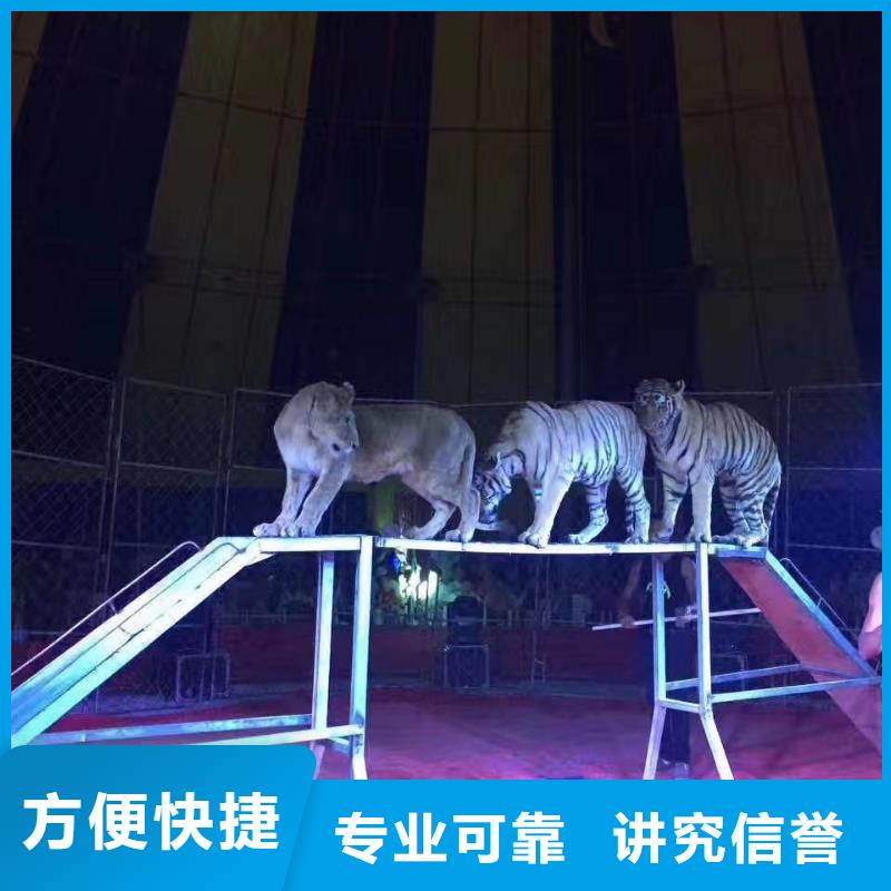 马戏团/羊驼,马戏团表演出租品质优