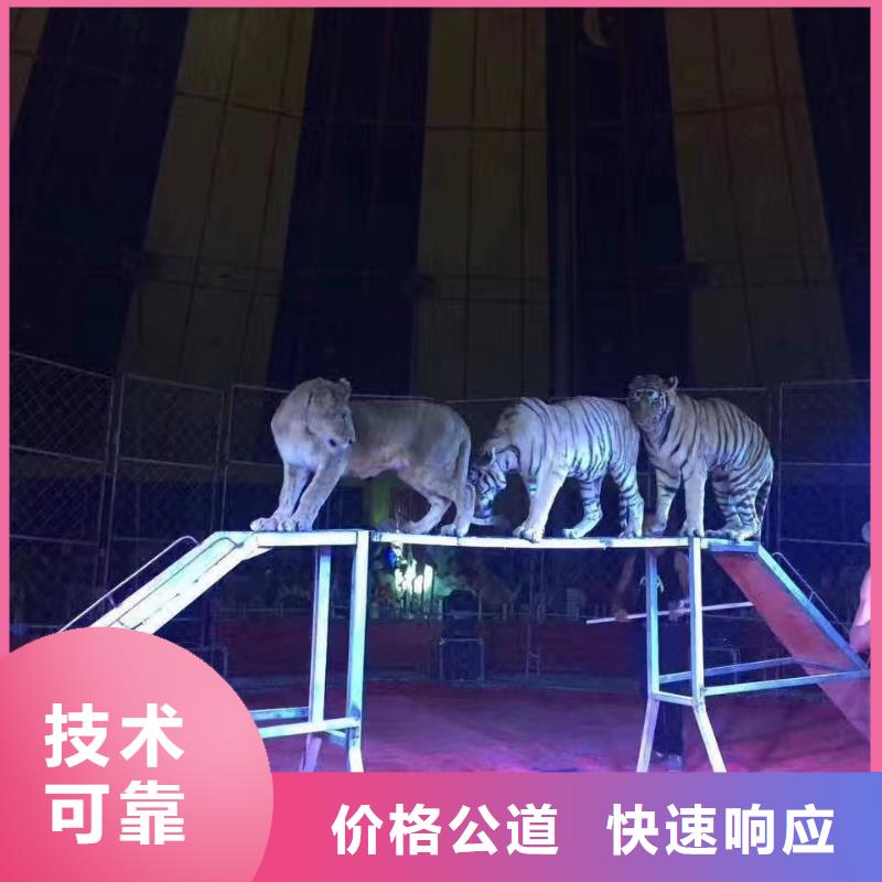 羊驼出租视频-河南省开封市兮洋羊驼出租可服务区域龙亭|金明|商丘|许昌|洛阳|焦作|信阳等