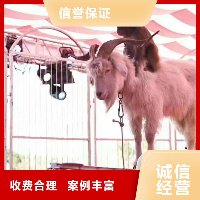 【马戏团/羊驼 【海狮表演】有实力】