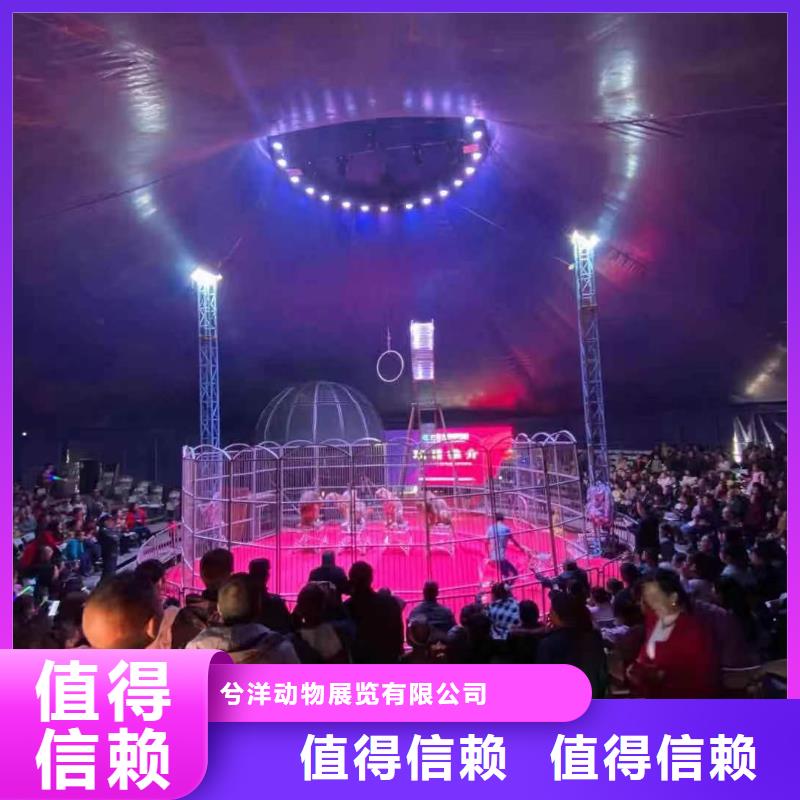 马戏团/羊驼杂耍演出技术成熟