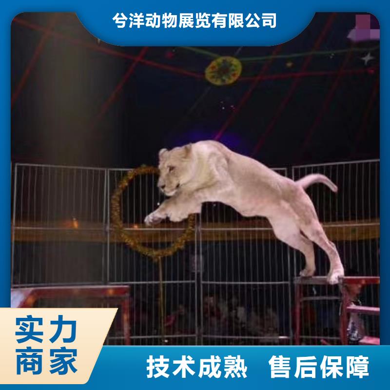 马戏团/羊驼鹦鹉表演2025公司