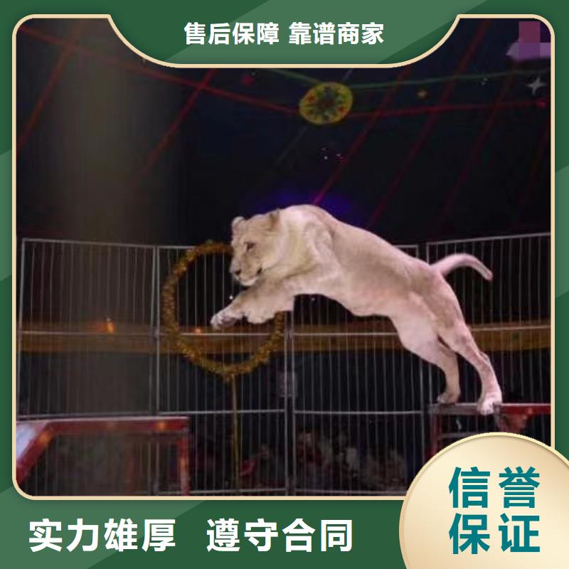 马戏团/羊驼_景区杂技表演专业团队