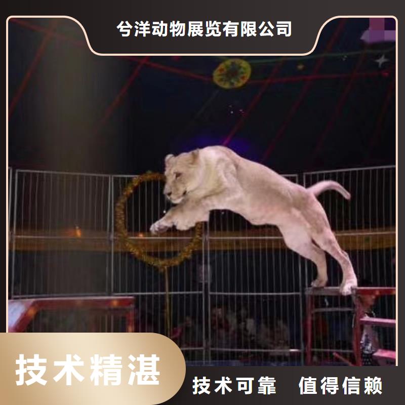 马戏团/羊驼_海狮表演出租2025专业的团队