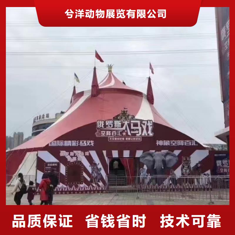 马戏团/羊驼马戏团表演出租2025专业的团队