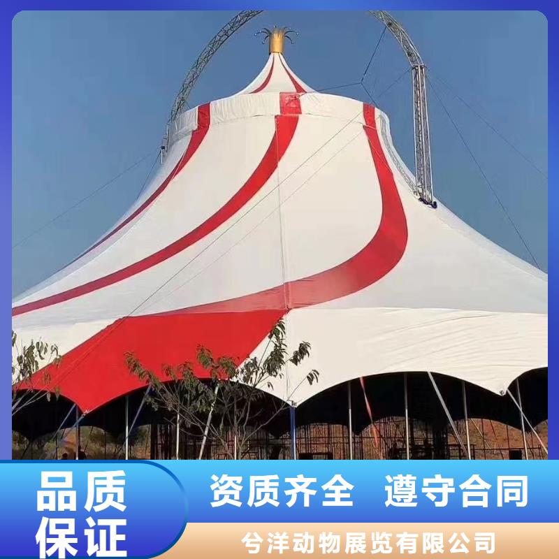 羊驼出租视频-云南省保山市兮洋羊驼出租可服务区域腾冲|施甸|丽江|红河|德宏|玉溪|昆明|怒江等