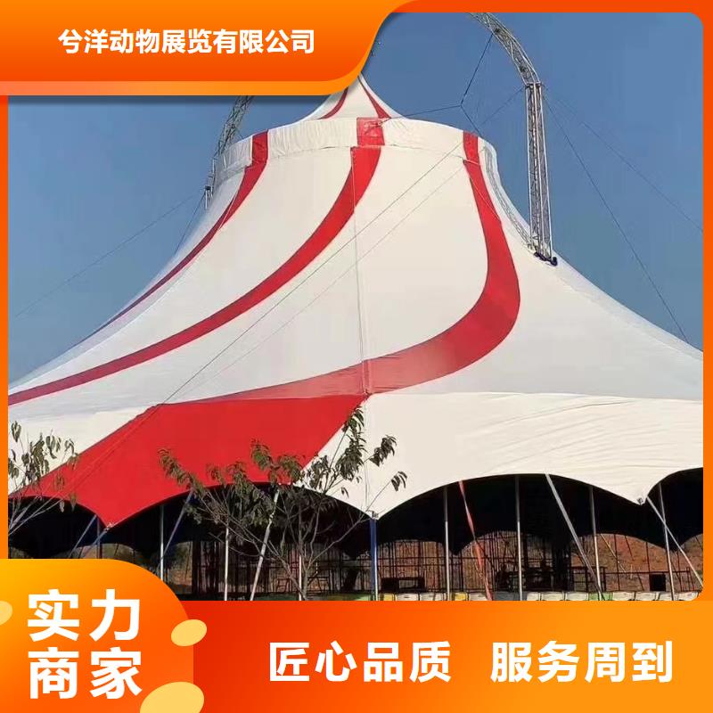 马戏团/羊驼_景区杂技表演专业团队
