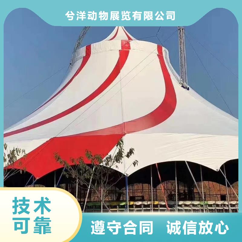 羊驼出租视频-龙华|琼山|三亚羊驼出租优质服务-兮洋动物展览(海口市分公司)