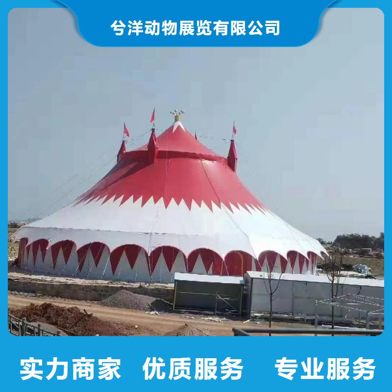 马戏团/羊驼_【出租海狮表演】技术可靠